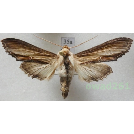 Cucullia verbasci (Linnaeus, 1758) Kapturnica dziewannówka Czech35a